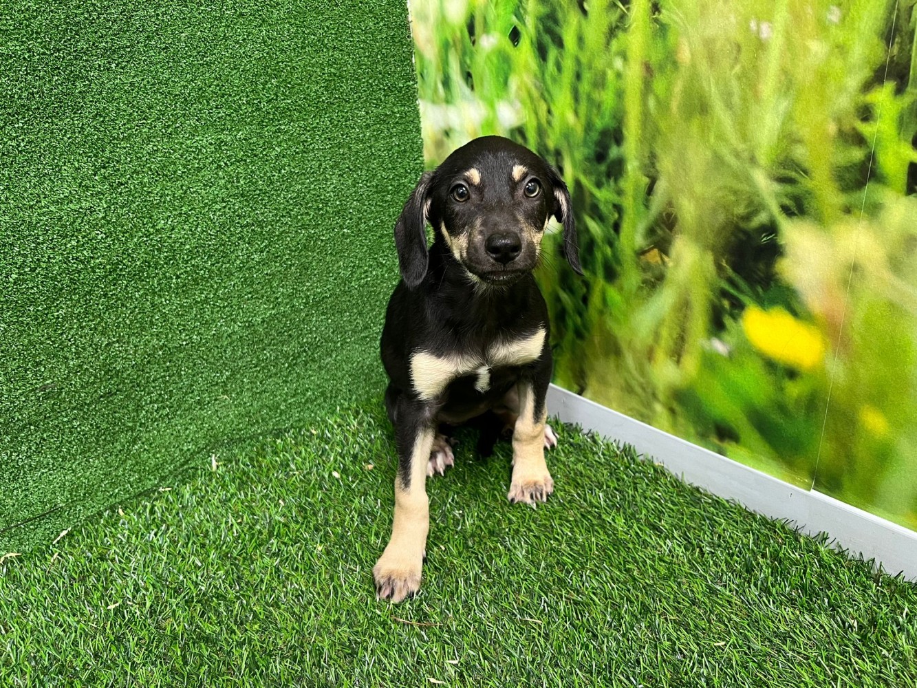 Crossbreed Galgo x Mastiff female Puppy for sale 000286729